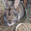 Older Male Neutered Rabbit