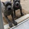 AKC Cane Corso Pups***PRICE REDUCTION***