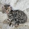 Blue Rossette Bengal Kitten Female- SOLD 