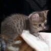 Egyptian Mau/ Siamese kittens