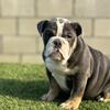 english bulldog fluffy carrier female