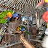 Lorikeet pair