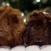 Wanting 2 female Guinea Pigs