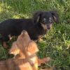 Miniature dachshund long haired little boy 