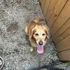 Golden Retriever female 