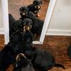 Rottweiler Puppies