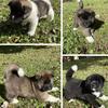 American Akita Puppies Available – Champion Lineage