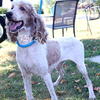 AKC Adult Parti Standard Poodle 