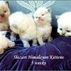 HImalayan Kittens Florida