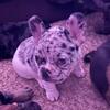 Frenchies puppies available 