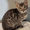 Tica registered female bengal kitten 