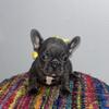 French Bulldog puppies