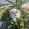 One Female Maltese shih tzu Lapsa Apso puppy