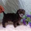 toy poodle puppies
