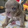 English Bulldog AKC 