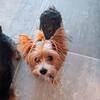 Partie Female Yorkie