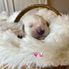 AKC GOLDEN RETRIEVERS 