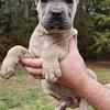 AKC/ICCF Cane Corso puppies
