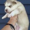 Adorable AKC Siberian husky puppies