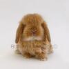 Holland Lops Rabbits for Sale near Miami Fort Lauderdale Florida Bunnyland305 Rabbitry