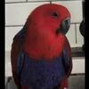 Female salomon eclectus 