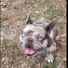 FEMALE FRENCH Bulldog Merle " May TRADE " * SOLD*