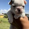 French Bulldog puppies