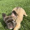 Female Fluffy French bulldog puppy!!!