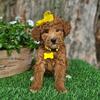 F1b Mini Goldendoodle