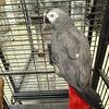 African gray 