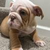 Purebred English Bulldog Pups