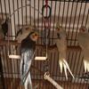 Cockatiel for sale 