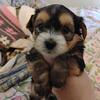 Yorkie mix puppies 