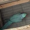 Indian ringneck 