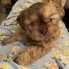 Registered Males/Female Shih Tzus