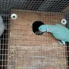 Breeding pairs of ringnecks