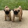 Pug Puppies For Sale $950