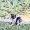 Pomeranian pups