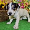 Chicago Jack Russell Babies. Super Cute!!!