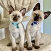 Siamese Kittens! Pure Bred