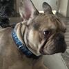 French bulldog male 