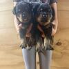 AKC German Rottweiler pups 