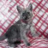 European Maine Coon Kitten Blue Smoke Ghost Ready For Xmas