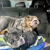 Akc registered english bulldogs ready 5/30