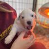 Adorable Great Pyrenees Puppies Ready for Their Forever Homes! 🐾