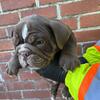 EnglishBullDog puppies ready for new home 