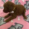 Miniature poodle Female