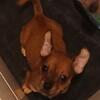 Red Coated female chihuahua/xolo puppy