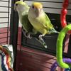 Lovebirds