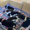 Border/Aussie puppies available in January 2026